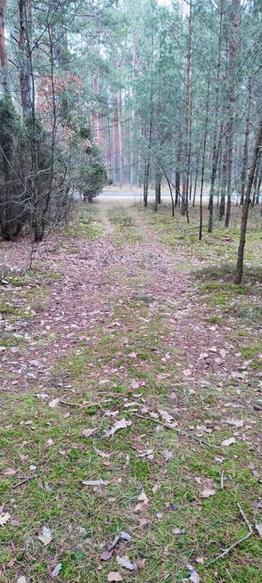 Las sosnowy z gruntem 2,42ha