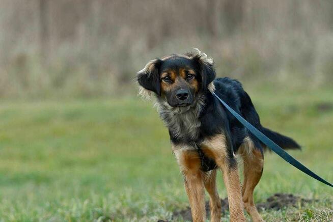 Pola szuka domu, suczka, młoda