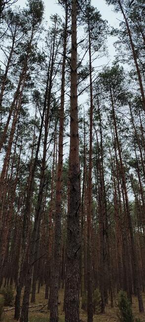 Las sosnowy z gruntem 2,42ha