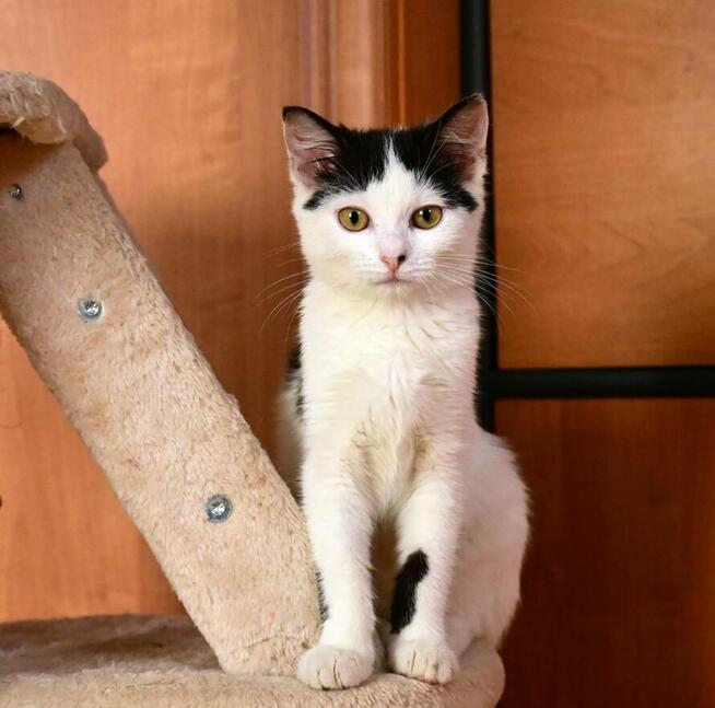 Fuksia, 4 miesięczna kociczka szuka do adopcji