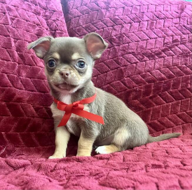 Chihuahua FCI suczka czekoladowa