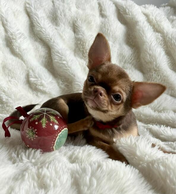 Chihuahua FCI suczka czekoladowa