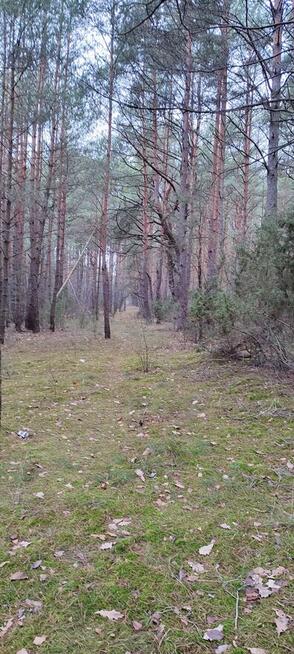 Las sosnowy z gruntem 2,42ha