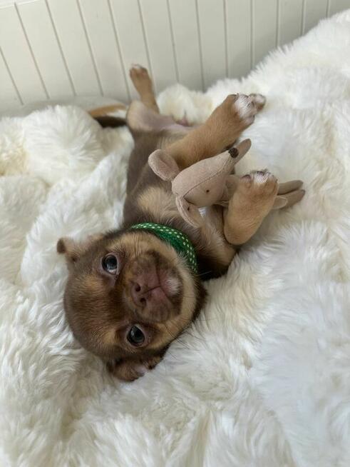 Chihuahua FCI suczka czekoladowa