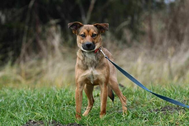 Nina szuka domu, suczka, młoda