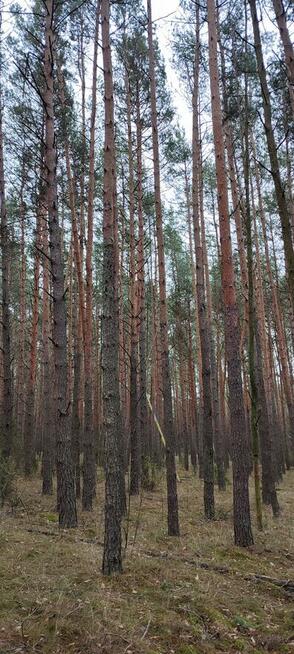 Las sosnowy z gruntem 2,42ha