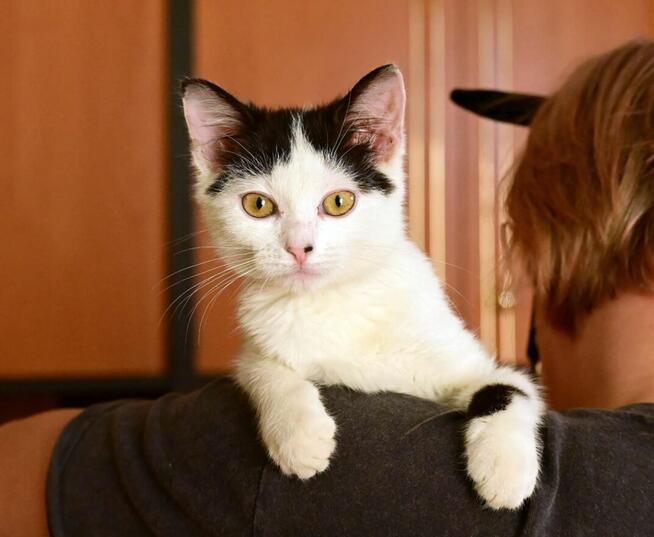 Fuksia, 4 miesięczna kociczka szuka do adopcji