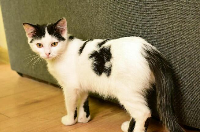 Fuksia, 4 miesięczna kociczka szuka do adopcji