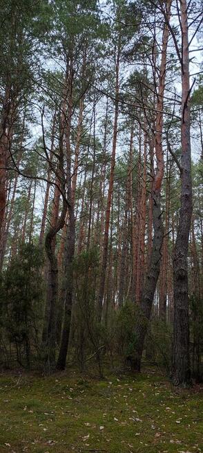 Las sosnowy z gruntem 2,42ha
