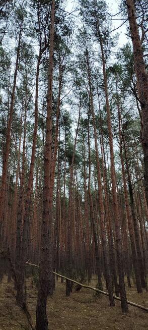 Las sosnowy z gruntem 2,42ha