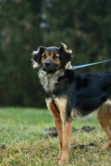 Pola szuka domu, suczka, młoda