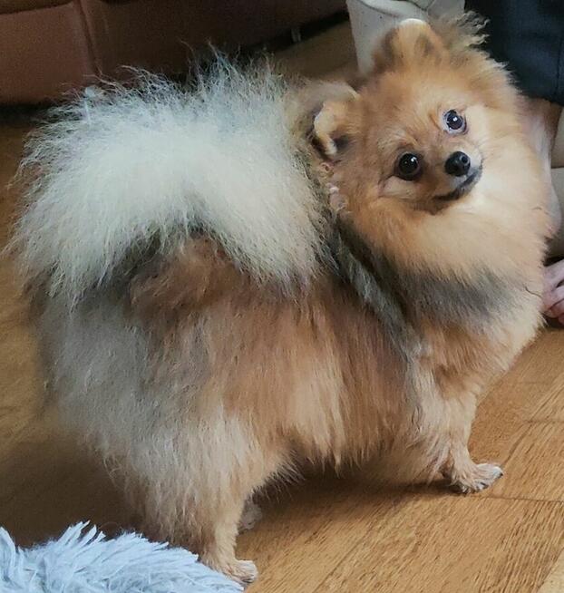 Szpic miniaturowy - pomeranian ZKwP/FCI