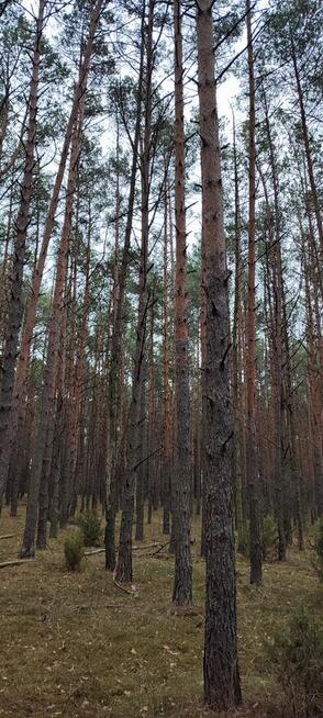 Las sosnowy z gruntem 2,42ha