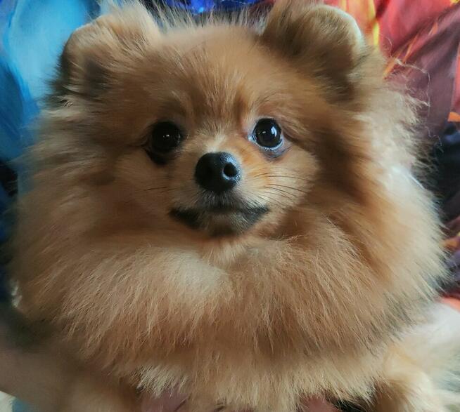 Szpic miniaturowy - pomeranian ZKwP/FCI