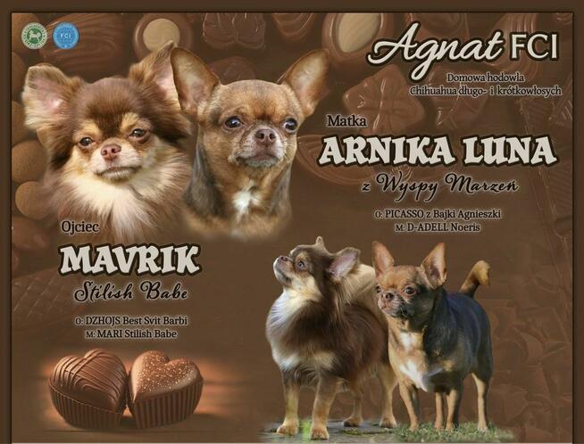 Chihuahua FCI suczka czekoladowa