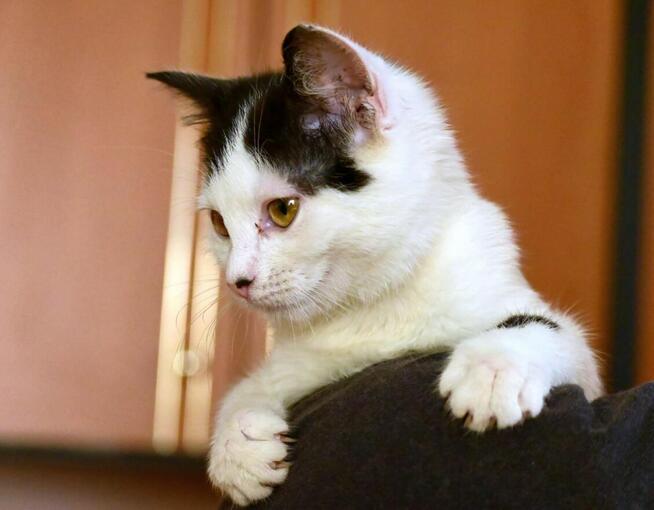 Fuksia, 4 miesięczna kociczka szuka do adopcji