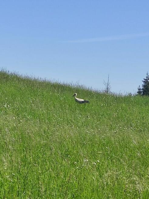 Działka z budynkiem do remontu