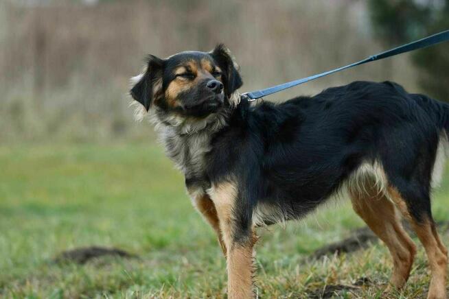 Pola szuka domu, suczka, młoda