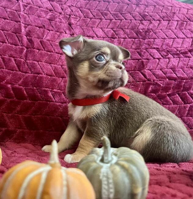 Chihuahua FCI suczka czekoladowa