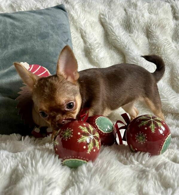 Chihuahua FCI suczka czekoladowa