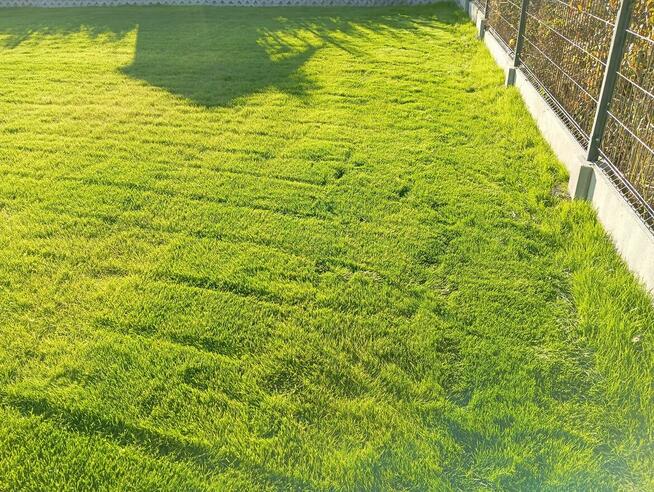 Usługi siewnikiem mechanicznym, siew mechaniczny trawnika