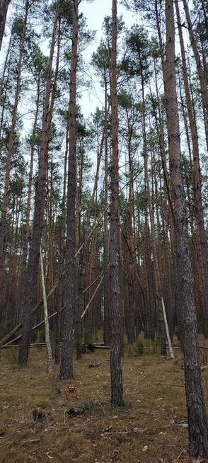 Las sosnowy z gruntem 2,42ha