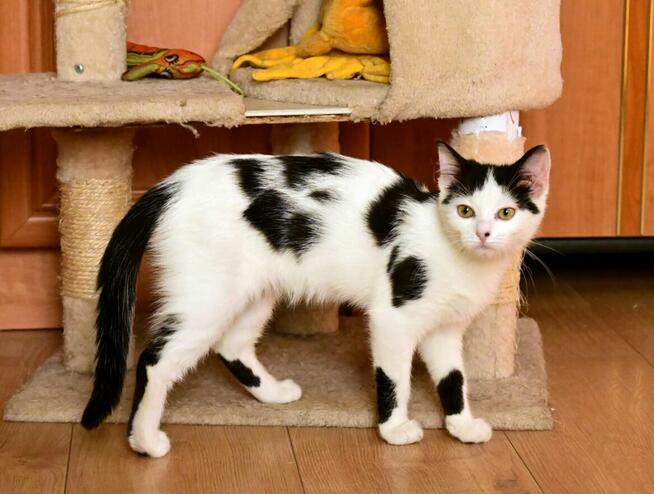 Fuksia, 4 miesięczna kociczka szuka do adopcji