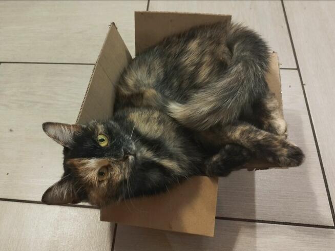 Zaginęła kotka Lusia, miejscowość Drewnica, pomorskie