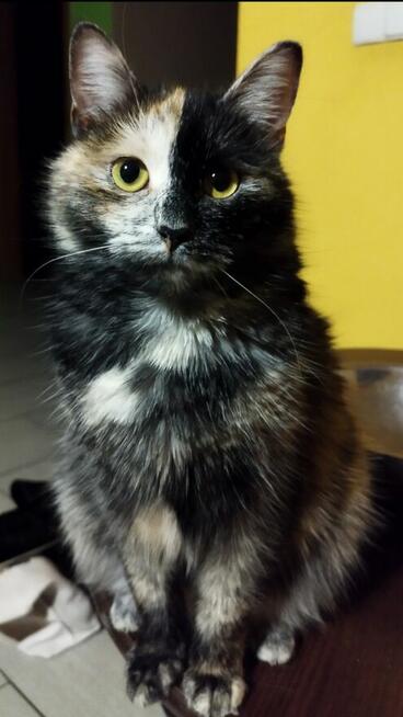 Zaginęła kotka Lusia, miejscowość Drewnica, pomorskie