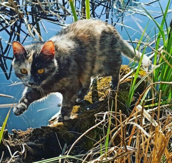 Zaginęła kotka Lusia, miejscowość Drewnica, pomorskie