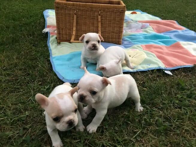Szczenięta buldoga francuskiego szukają nowej rodziny