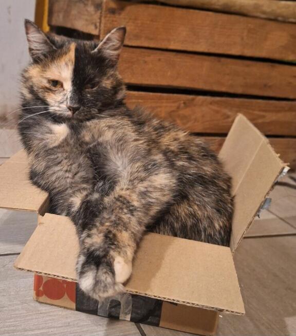 Zaginęła kotka Lusia, miejscowość Drewnica, pomorskie