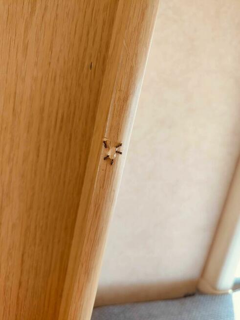 DDD dezynsekcja deratyzacja pluskiew myszy HACCP osy prusaki