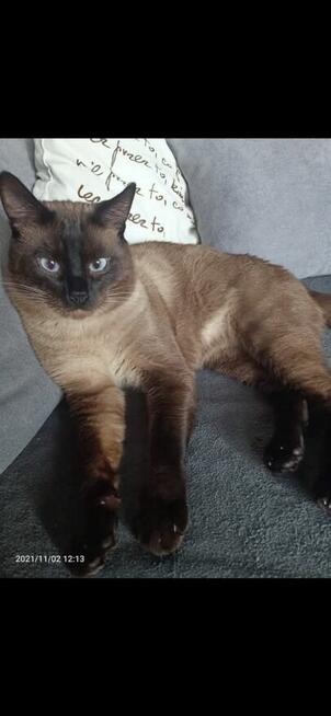 Reproduktor Kocur Syjamski Starego Typu