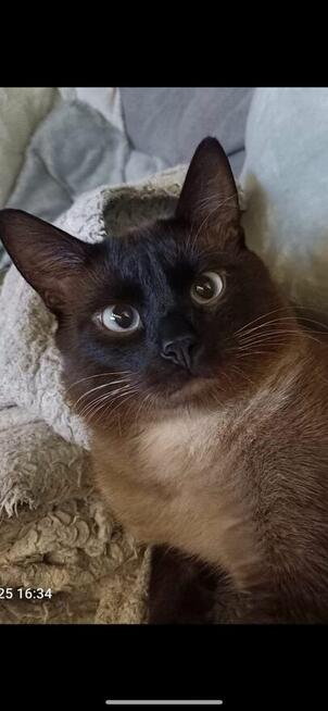 Reproduktor Kocur Syjamski Starego Typu