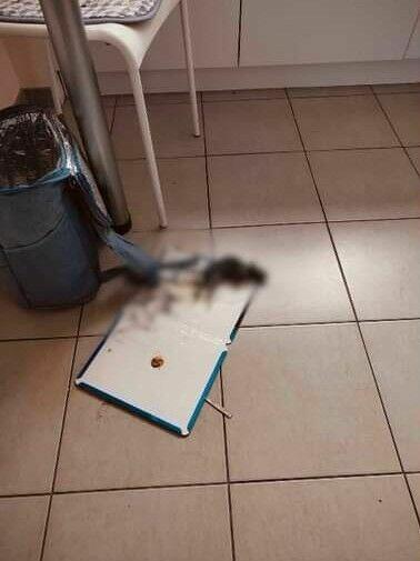 DDD BEST Dezynsekcja Deratyzacja odpluskwianie likwidacja os