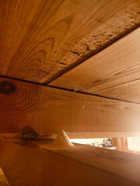 DDD dezynsekcja deratyzacja pluskiew myszy HACCP osy prusaki