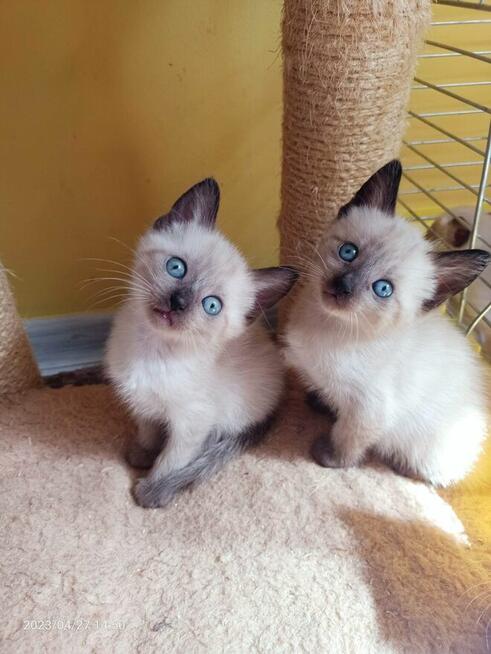 Reproduktor Kocur Syjamski Starego Typu