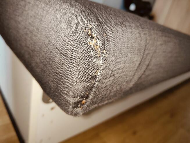 DDD Deratyzacja Dezynsekcja Odpluskwianie HACCP