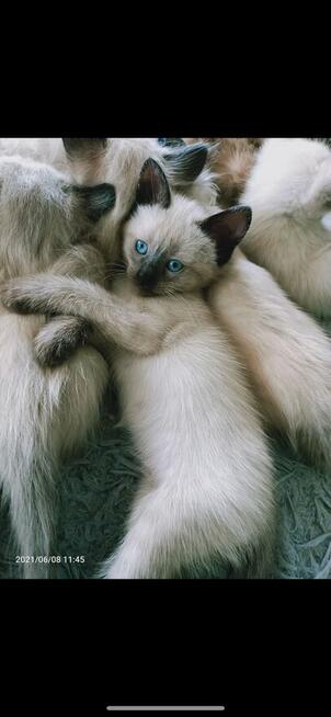 Reproduktor Kocur Syjamski Starego Typu