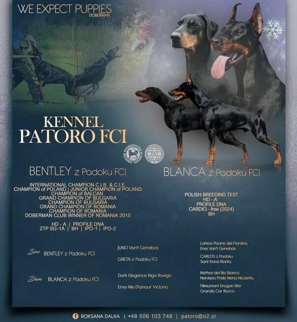 Szczenięta doberman zapowiedź miotu