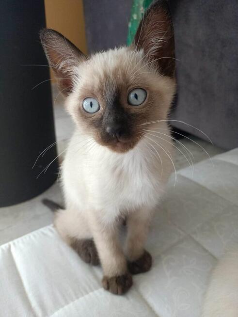 Reproduktor Kocur Syjamski Starego Typu