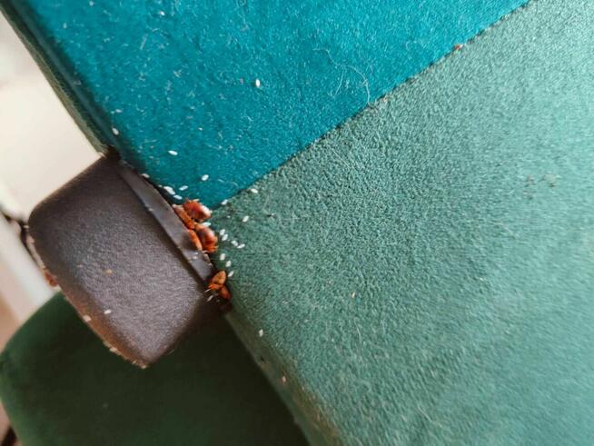 DDD dezynsekcja deratyzacja pluskiew myszy HACCP osy prusaki