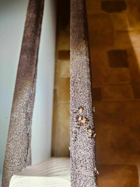 DDD dezynsekcja deratyzacja pluskiew myszy HACCP osy prusaki