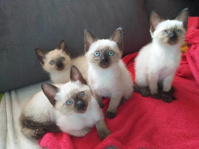 Reproduktor Kocur Syjamski Starego Typu