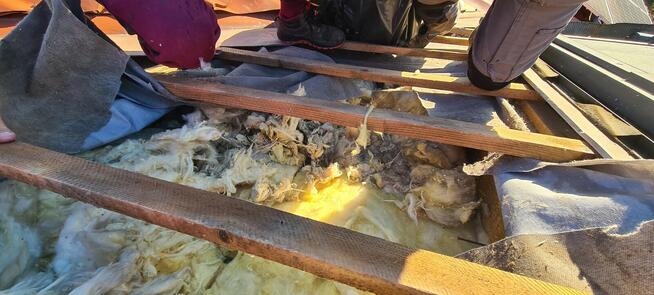 Naprawa i uzupełnianie izolacji poddasza po kunie Celulozą