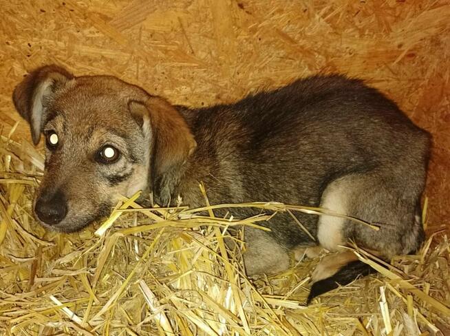 Przerażone psie dzieci do pilnej adopcji - cała Polska