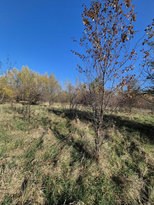 Działka na sprzedaż/Wólka Klwatecka