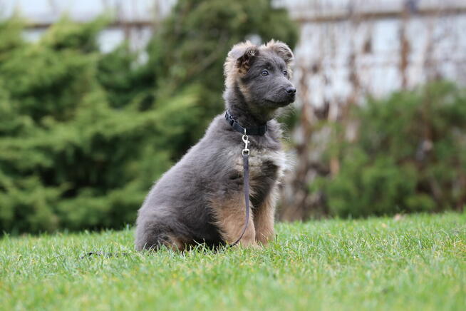 Owczarek Niemiecki Czarny szczeniaki