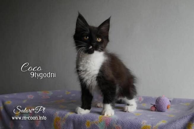 Maine Coon - śliczne kocięta, rodowód WCF